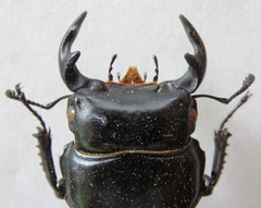 Dorcus yaksha yaksha