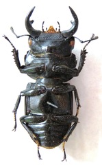 Dorcus yaksha yaksha