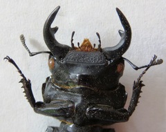 Dorcus yaksha yaksha