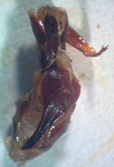 Dorcus yaksha yaksha