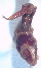 Dorcus yaksha yaksha