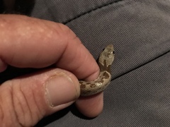 Hypsiglena chlorophaea