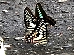 Graphium doson postianus