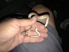 Hypsiglena chlorophaea