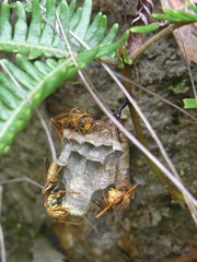 Polistes japonicus