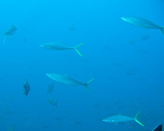 Elagatis bipinnulata