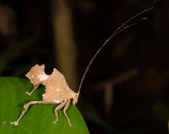 Typophyllum bolivari