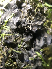 Collema subflaccidum