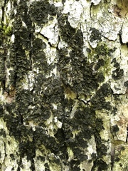 Collema subflaccidum