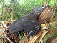 Psarocolius decumanus