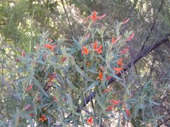 Anisacanthus thurberi