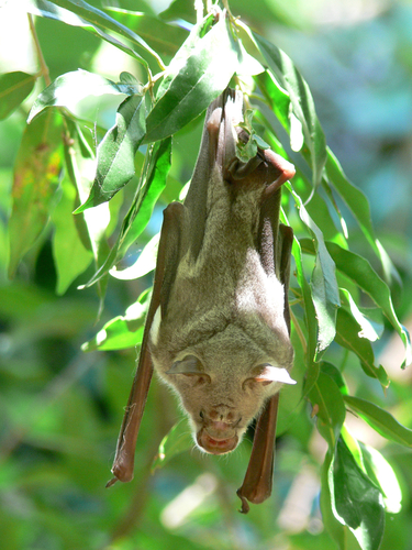Commerson's Leaf-nosed Bat