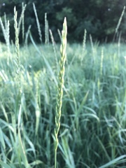 Elymus smithii