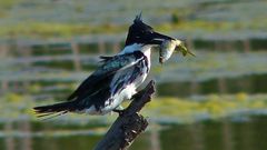 Oligosarcus jenynsii