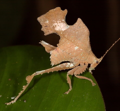 Typophyllum bolivari