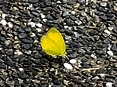 Eurema blanda