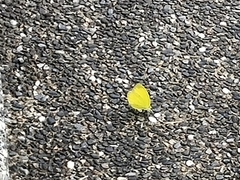 Eurema blanda