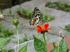 Papilio demoleus malayanus