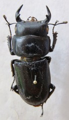 Dorcus yaksha yaksha