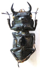 Dorcus yaksha yaksha