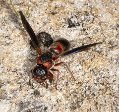 Parancistrocerus histrio