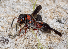 Parancistrocerus histrio