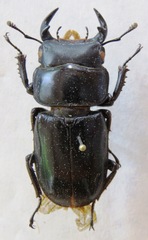 Dorcus yaksha yaksha
