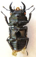 Dorcus yaksha yaksha