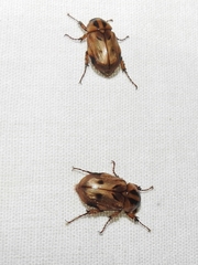 Cyclocephala distincta