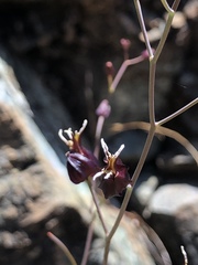 Streptanthus glandulosus niger