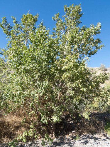 Arizona sycamore