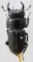 Dorcus yaksha yaksha