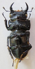 Dorcus yaksha yaksha