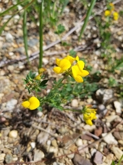 Lotus corniculatus