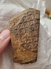 Lepidodendron