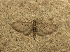 Eupithecia virgaureata