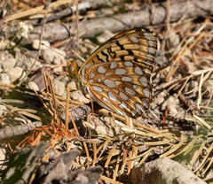 Speyeria callippe liliana
