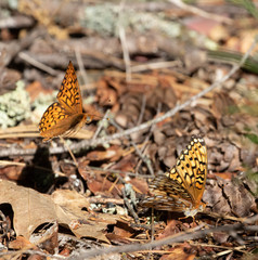 Speyeria callippe liliana