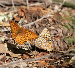 Speyeria callippe liliana
