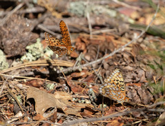 Speyeria callippe liliana