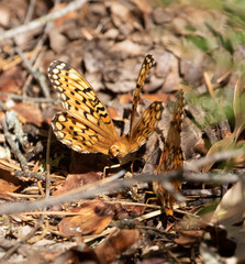 Speyeria callippe liliana