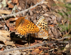 Speyeria callippe liliana