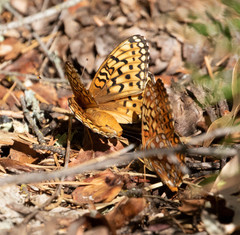 Speyeria callippe liliana
