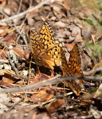 Speyeria callippe liliana