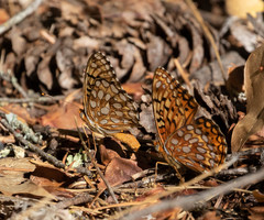 Speyeria callippe liliana