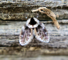 Lepiseodina conspicua