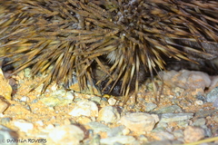 Paraechinus aethiopicus