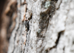 Pseudotephritis vau