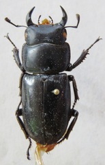 Dorcus yaksha yaksha