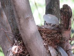 Turdus rufopalliatus